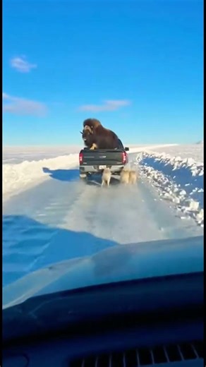 Musk Ox Jumps INTO Truck to Escape Wolves! 🤯🛻 Must See! #Wildlife #Survival #MuskOx