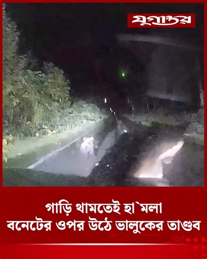 জাপানের রাস্তায় হঠাৎ গাড়ির দিকে তেড়ে আসে ভাল্লুকের হা'মলা | Bear Attack | Japan | Jugantor