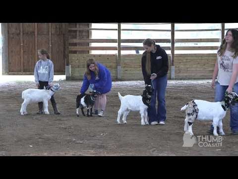 Goats Getting Ready For Show