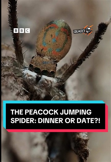 Will this brave male peacock jumping spider become a date or dinner after his impressive mating dance?! 🫣 Steve Backshall heads to Australia and makes a personal dream come true. 🕷️🦚 Join Steve Backshall on an action-packed adventure as he encounters incredible animals and explores the wild places they call home. 🐍🌿🦅