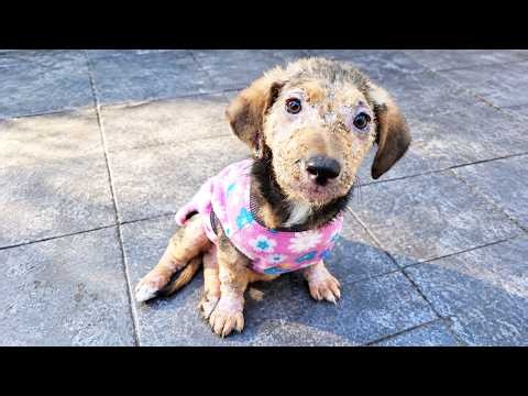 Abandoned Puppy Rescued from a Garbage Dump Faces an Unexpected Medical Journey