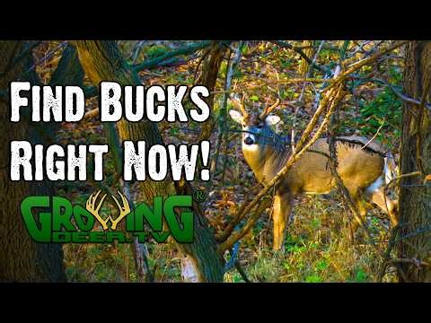 Bucks Are Changing Their Patterns—Your Hunting Strategy Should Too
