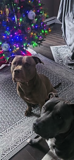 Rocky's Adorable Drool Moments This Christmas