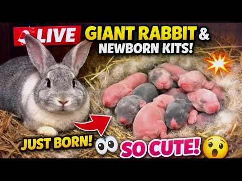 🚨 LIVE: My Giant Rabbit & Her Newborn Kits 🐰💥 (Don’t Miss This!)