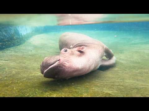 Mermaiding with Bumpy the Orphaned Hippo | Sheldrick Wildlife Trust