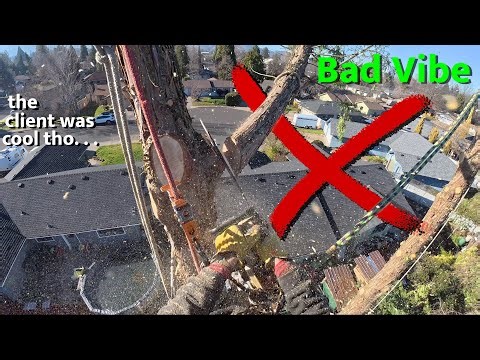 When You Underbid a Tree Job and Everything Gets Hard