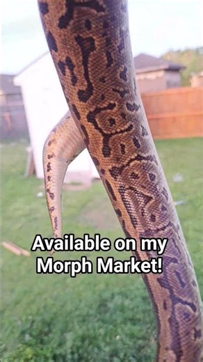 0.1 Leopard Pinstripe DH Ultramel Piebald