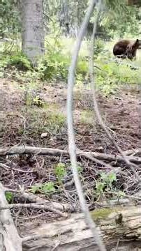Woman Engages in Hilarious Screaming Match to Scare Away Bear from Unassuming Dog #shorts