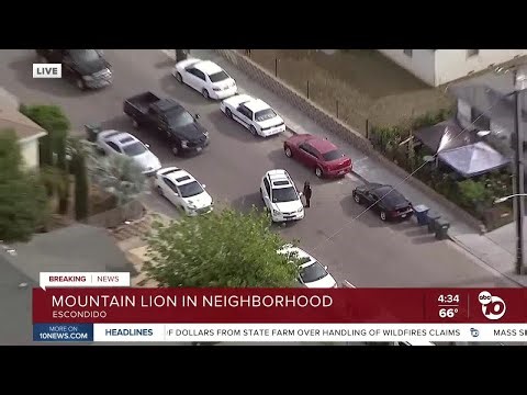 Mountain lion in Escondido neighborhood