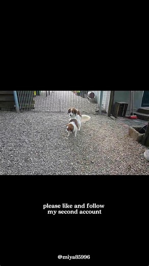 How Dog Breeding Really Works in the USA 🐕🇺🇸 | Step-by-Step Process @TikTok #DogBreedingUSA #AmericanDogs #DogLoversUSA #PuppyBreeding #DogLifeAmerica #PetCareUSA #DogEducation #PuppyProcess #USAPets #DogWorld