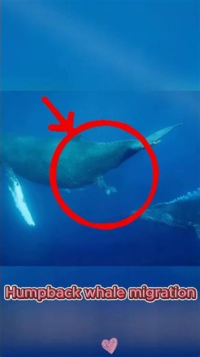Humpback whale migration#foryou #animals #fyp #amazing