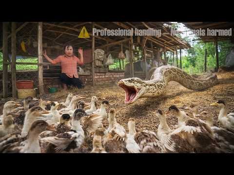 72 Hours of Terror - Giant Python Attacks Duck Farm, Girl in Extreme Panic
