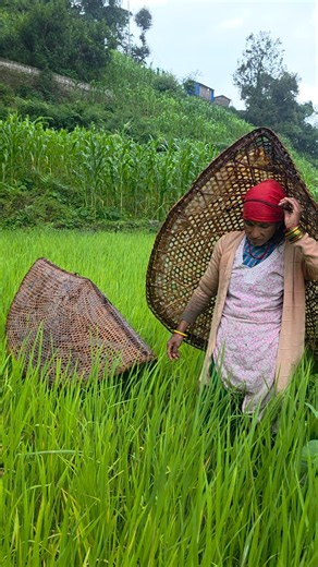 Rainy Day in Nepal Traditional Paddy Farming in the Himalayan Village | Authentic Rural Life #viral