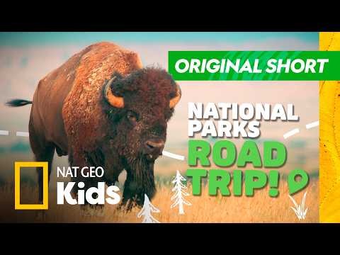Wildest Animals of America's National Parks! 🦬 | Nat Geo Kids