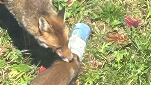 This Poor Baby Fox Had His Entire Head Stuck in a Plastic Jar... His Desperate Mom Tried to Save Him