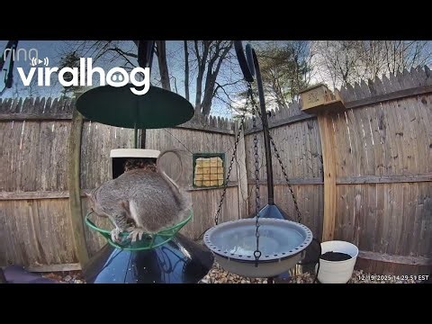 Just When You Think You Finally Squirrel-Proofed Your Bird Feeder || ViralHog