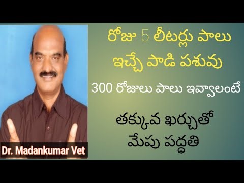 Low cost feeding method to get 300 days consistant milk in milch animals Telugu | Dr. Madankumar Vet