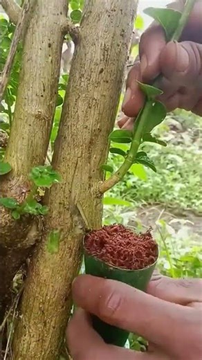 Air layering propagation method for fruit tree bark