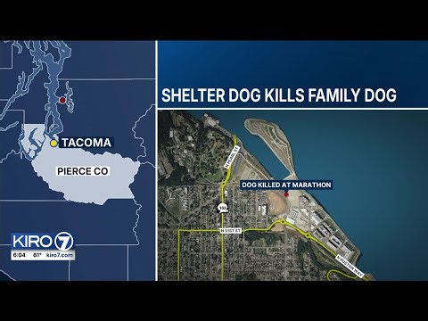Shelter dog kills family pet at community event