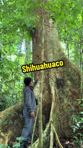 Shihuahuaco: The Silent Giant of the Amazon Rainforest