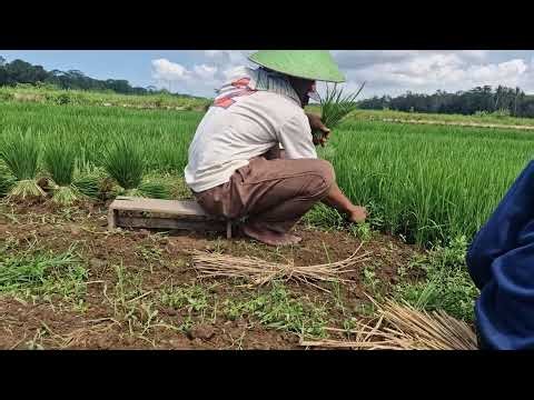 SMART FARMING SKILL! HOW TO UPROOT RICE SEEDLINGS WITH BARE HANDS - Agriculture Farming