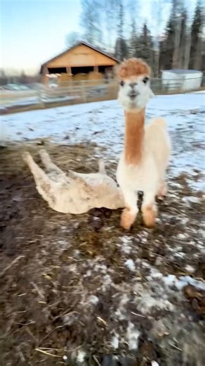 Here's me commentary on a farm family havin' fun 🔊 | Ozzy Man Reviews