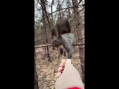 Relaxing Animals & Country Life Live