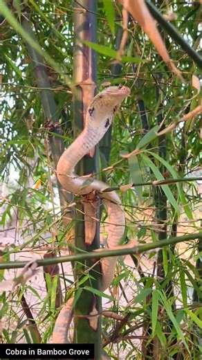 Deadly Cobra Spotted in Bamboo Grove — Stay Alert #snake #cobra