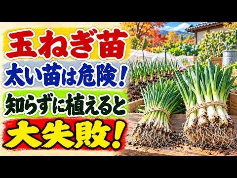 【玉ねぎ苗の植え付け】太い苗ほど危険！買う前に必ず確認｜失敗しない苗選び・仮植え・トウ立ち対策【家庭菜園】