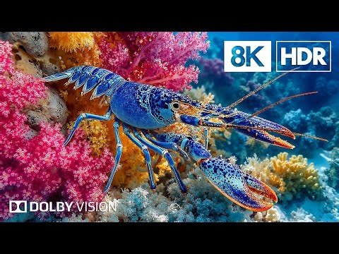 Hidden Life Beneath the Ocean in 8K HDR | Dolby Vision™