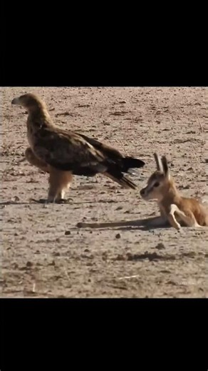 Eagle Attack Baby Impala By info fact News