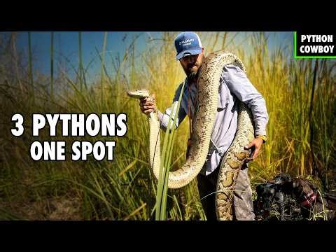 My Dogs Found Breeding Pythons in the Florida Everglades