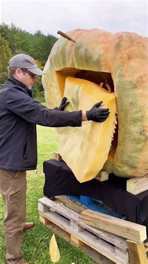 Why do giant pumpkin contests end with the winning pumpkin being cut open?