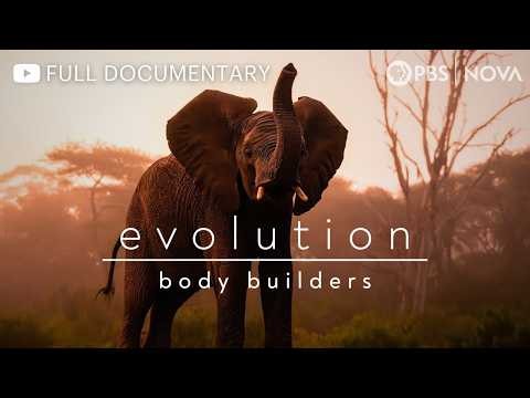 The Insane Evolutionary Journey of the Elephant | Full Documentary | NOVA | PBS