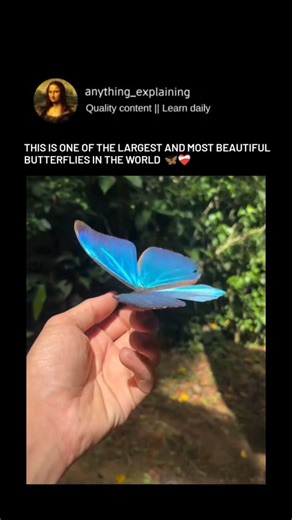 Explainer Zone on Instagram: "🦋 Meet the Blue Morpho - The Blue Morpho is a large tropical butterfly native to the rainforests of Central and South America. It belongs to the Morpho genus and can grow up to 20 cm in wingspan, making it one of the biggest butterflies in the world. Its famous blue color isn’t pigment — it comes from microscopic wing scales that reflect light. When it closes its wings, the brown underside helps it camouflage from predators. A perfect mix of science and beauty in n