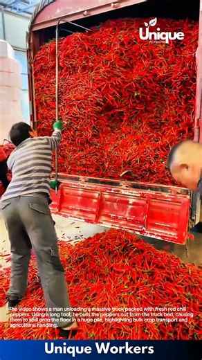 Agricultural Harvest: Unloading a Truck Full of Red Chili Peppers