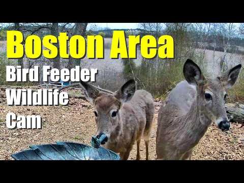 LIVE Bird Feeder Wildlife Cam with Bird Sounds and Chirping!