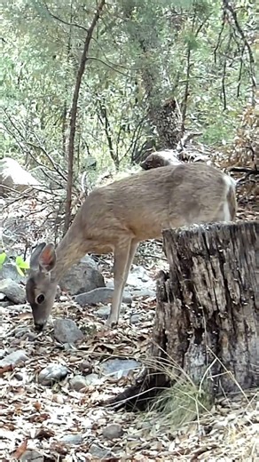 Deer #deer #wildlife #nature