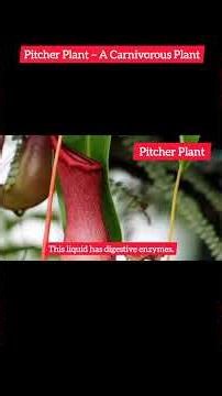 Pitcher Plant Explained | Amazing Carnivorous Plant Trap. #Botany #InsectTrap #Nature #ScienceVideo