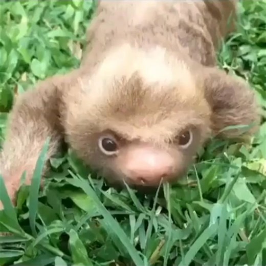 Adorable Baby Sloth Eating Grass. ❤️❤️❤️🦥 --- Sloth of The Day Blog * slothoftheday.com Store * slothofthedaystore.com Credit Via Tiktok @costaricaanimalrescuecenter_ All credits are reserved for their respective Owners • ⚠️Credit or delete=> Message Us · · · · #BabySlothLove #WildlifeConservation #AnimalRescue #SlothOfTheDay #CuteAnimalContent #NatureProfessionals #CostaRicaWildlife #EndangeredSpecies #ProfessionalNaturePhotography #SustainableEnvironment | Sloth of The Day