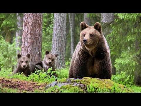 Spring Awakening – New Life Begins in the Wild