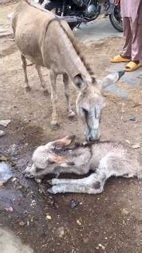 Baby Donkey Left To Die Now Gets Zoomies With Her Mom | The Dodo