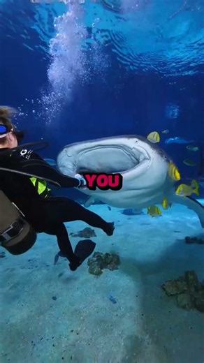 A shark just attacked a caregiver at the