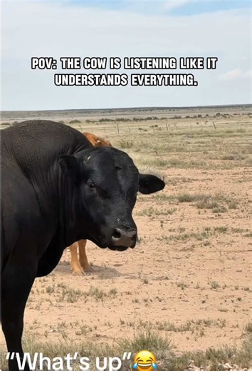 This cow knows how to communicate with you.🐮😳#cow #farmlife #farmanimals #fyp #farm