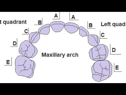 Primary vs Permanent Teeth Eruption | Don’t Get Confused!#tooth#eruption #dental #dentist #dentistry