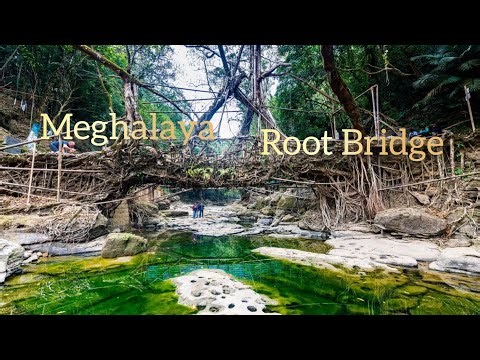 Exploring MEGHALAYA 🌿 | Living Root Bridge & Life in Shillong | Travel Vlog #lifeinshillong