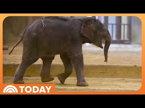New Baby Elephant Linh Mai Makes Debut at The National Zoo