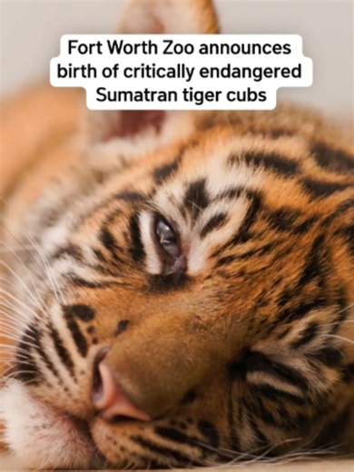 The Fort Worth Zoo announced the births of two critically endangered Sumatran tiger cubs. The birth of the sisters, named Barani and Malu, are the first tigers born at the zoo in nearly two decades and their first-ever Sumatran tiger cubs. #texas #tiger #animals #zoo