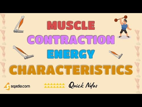 Muscle Contraction Energy | Characteristics