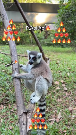 P,Api Api - A Vibrant Celebration